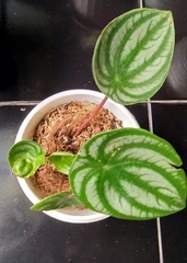 Peperomia argyreia