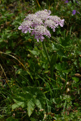 Heracleum austriacum siifolium
