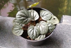 Peperomia caperata