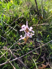 Corydalis tarkiensis