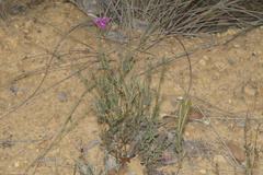 Boronia spathulata