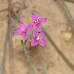 Boronia spathulata
