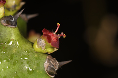 Euphorbia neriifolia