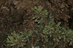 Banksia quercifolia