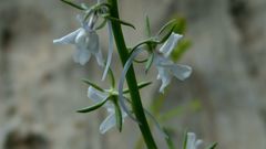 Linaria chalepensis