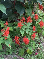 Salvia splendens