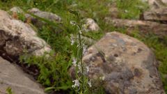 Linaria chalepensis