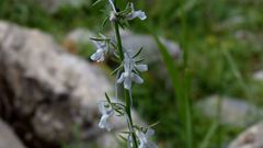 Linaria chalepensis
