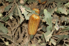 Banksia quercifolia