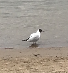 Chroicocephalus ridibundus