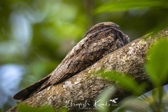 Caprimulgus jotaka