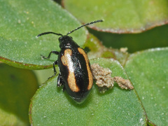 Phyllotreta striolata