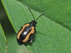 Phyllotreta striolata