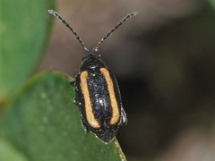 Phyllotreta undulata