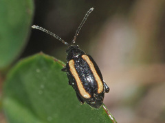 Phyllotreta undulata