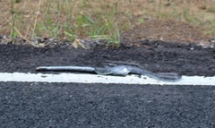 Coluber constrictor anthicus