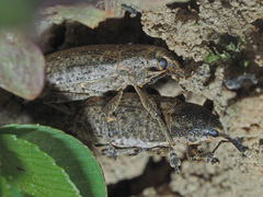 Lixus myagri