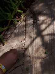 Gallotia galloti galloti