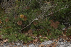 Banksia sphaerocarpa