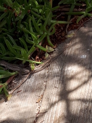 Gallotia galloti galloti