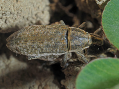 Lixus myagri