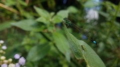 Ischnura senegalensis