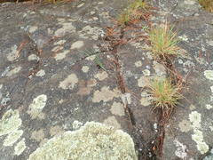 Placopsis rhodophthalma