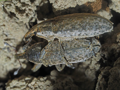 Lixus myagri