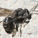 New Zealand Mason Wasp - Photo (c) Jon Sullivan, some rights reserved (CC BY)