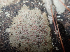 Placopsis rhodophthalma