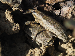 Lixus myagri