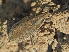 Lixus myagri