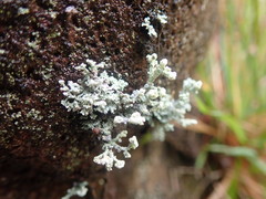 Stereocaulon corticatulum