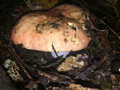 Russula alutacea