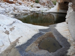 Phrynomantis annectens