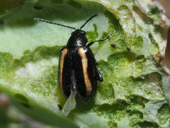 Phyllotreta undulata