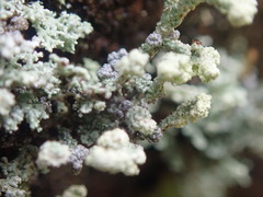 Stereocaulon corticatulum