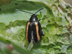 Phyllotreta undulata