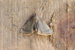Hypsopygia binodulalis