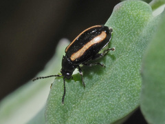 Phyllotreta undulata