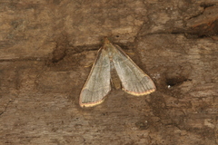 Hypsopygia binodulalis