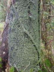 Psoromaria versicolor