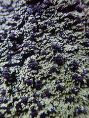 Psoromaria versicolor