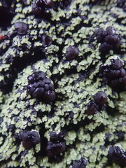 Psoromaria versicolor