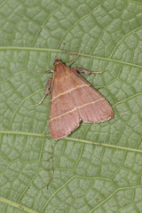 Hypsopygia nostralis
