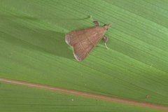 Hypsopygia nostralis
