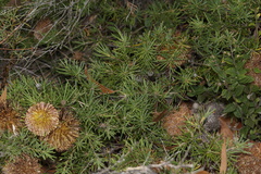Banksia sphaerocarpa