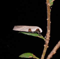 Zonopetala quadripustulella