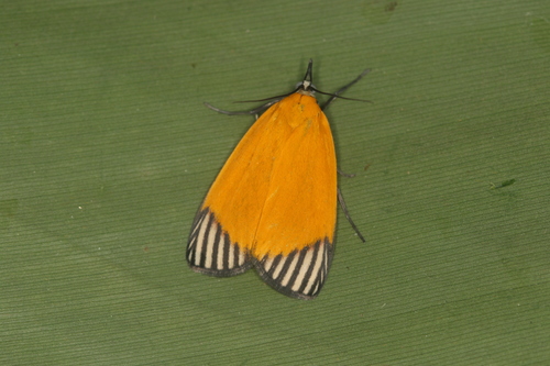Mapeta xanthomelas Walker, 1863