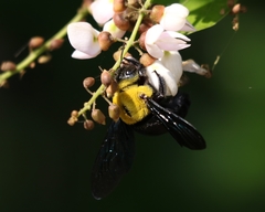 Xylocopa ruficornis